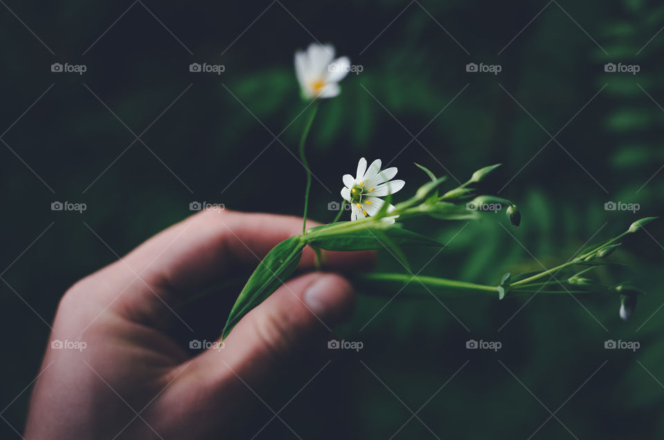 Holding gently a fragile blooming flower.