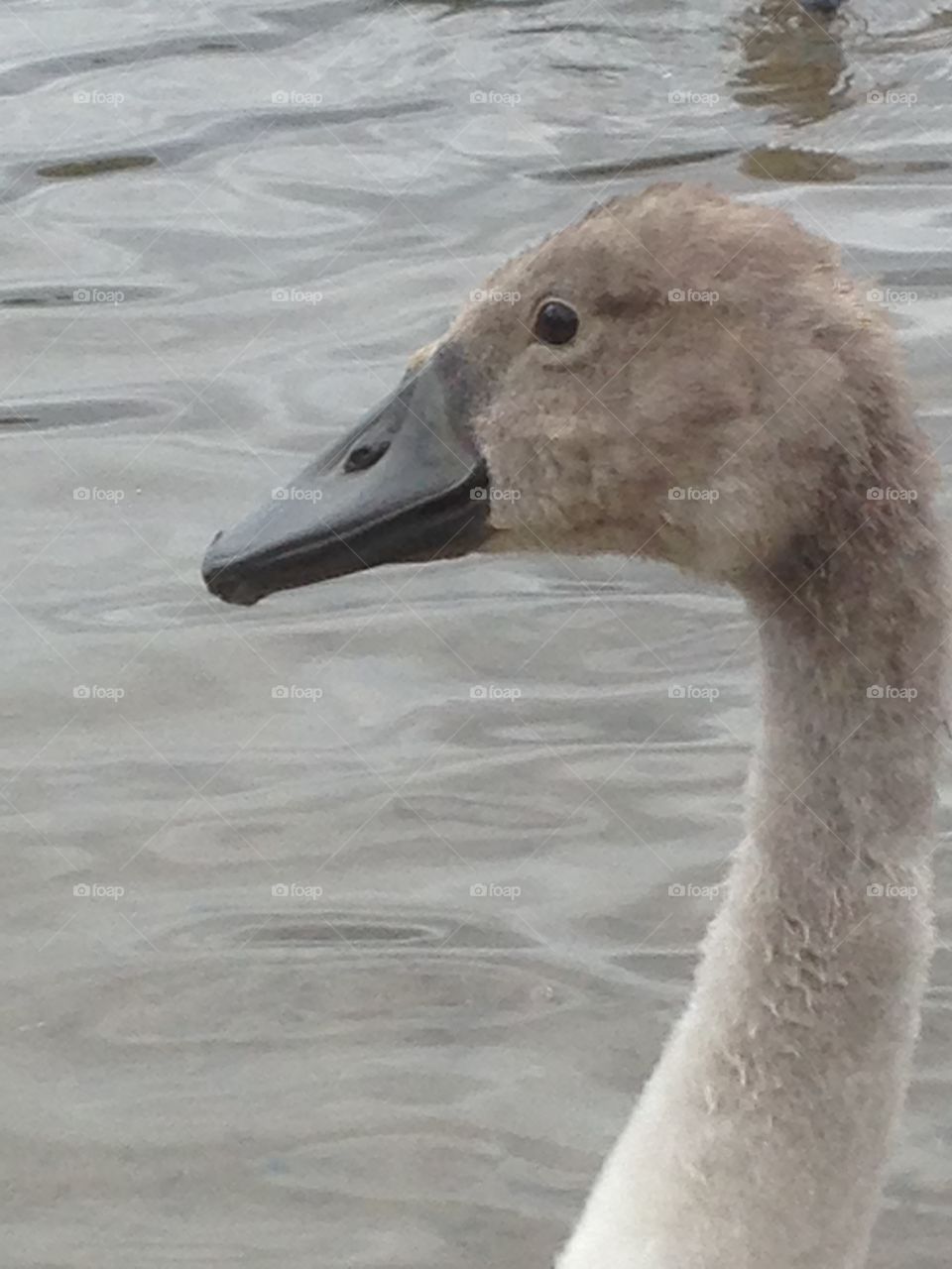 Baby swan