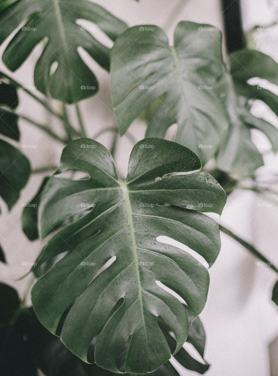 Large Monstera Plant Leaf