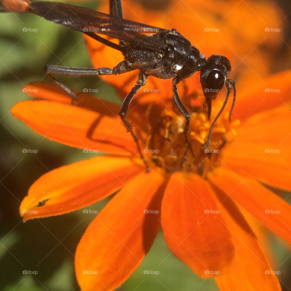 Thin waisted wasp