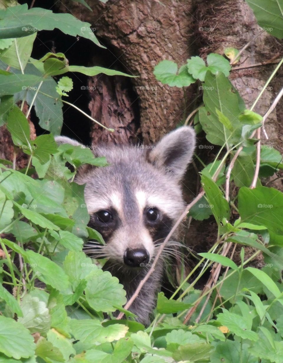 Raccoon peeking out 