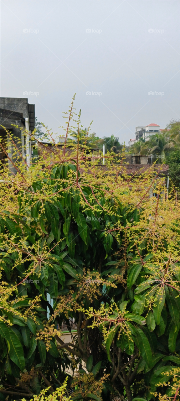 Mango Flower (Amer Mukul)