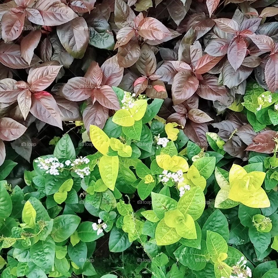 Leaf plants with mix coloration green and chocolate