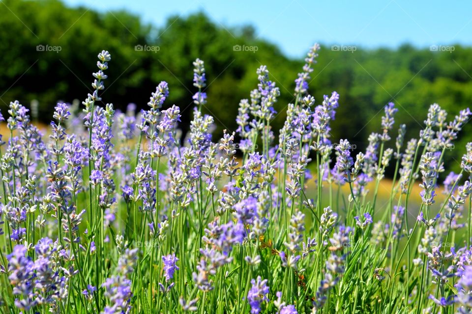 Lavender Field