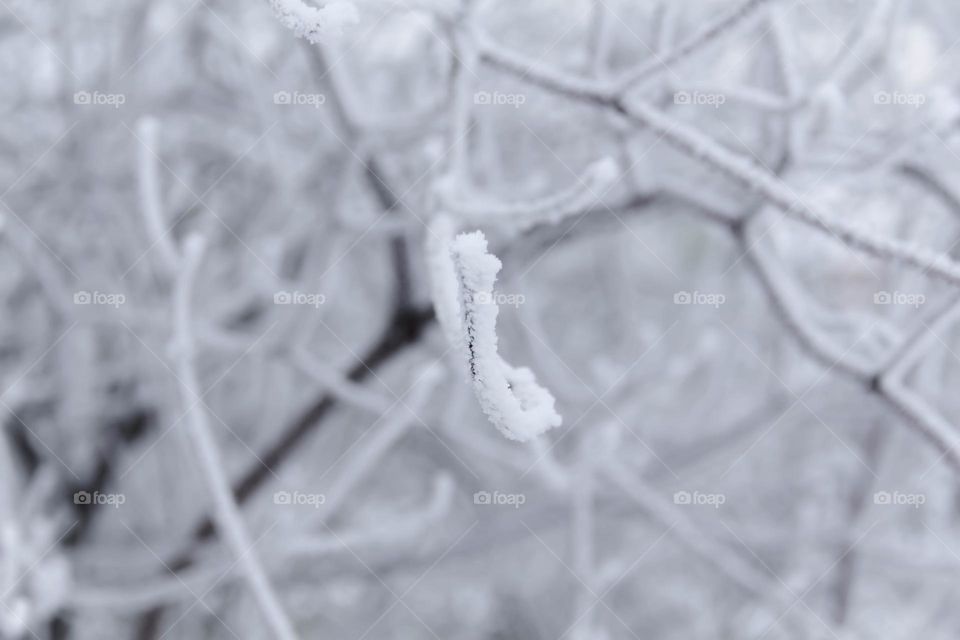 Trees and bushes are covered with white snow and winter pattern in winter in the park and city.