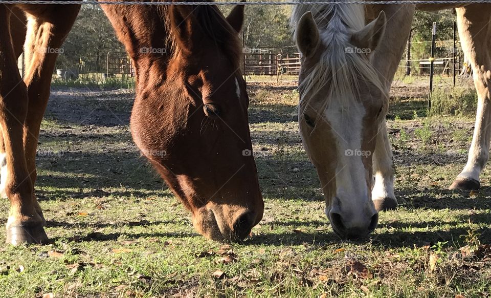 Harley and Wrangler horse friends nibbling grass