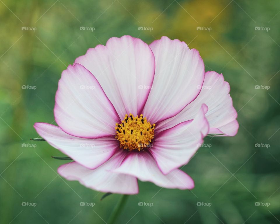 Portrait of beautiful cosmos flower