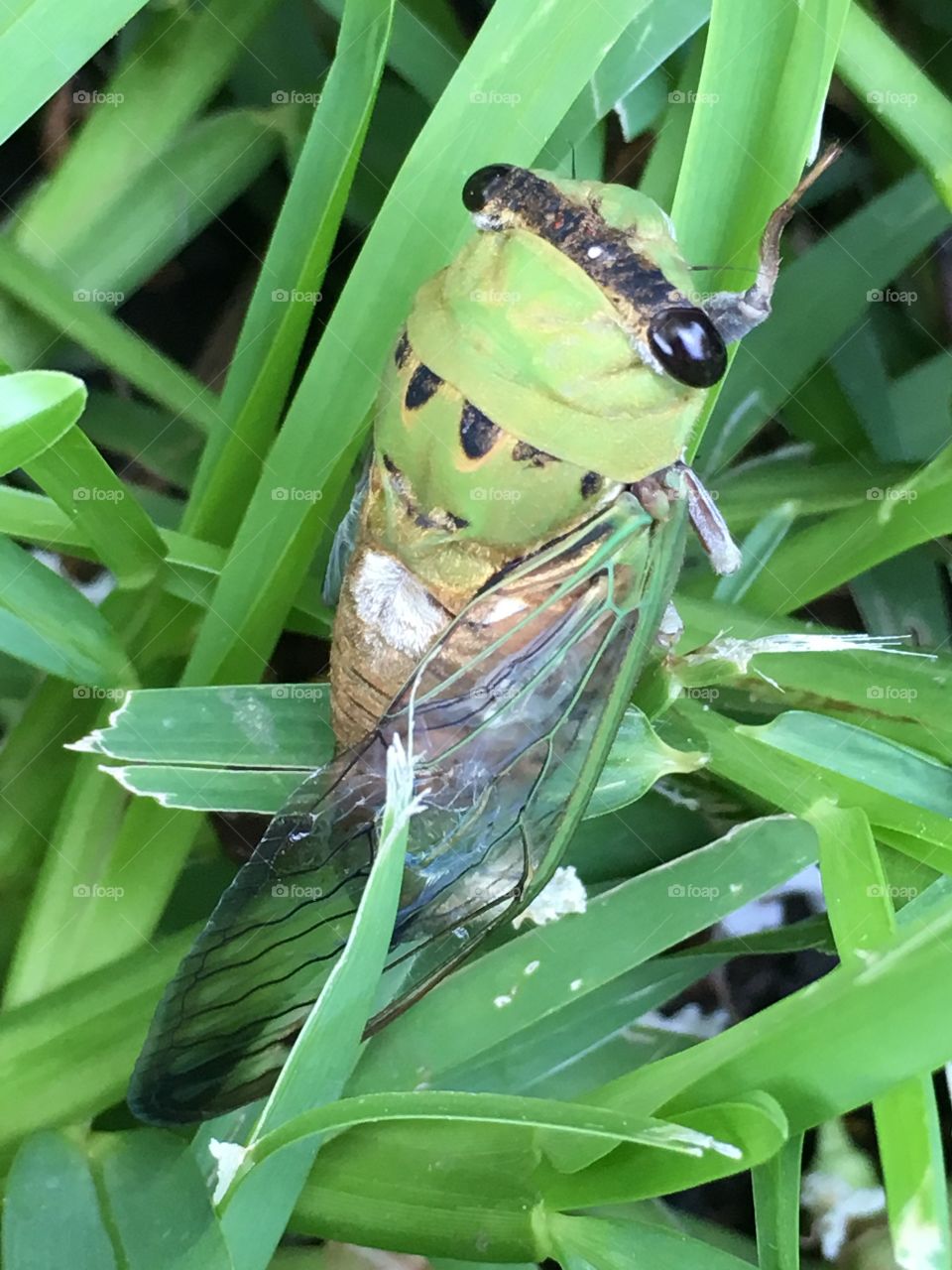 Emerging Cicada (locust)