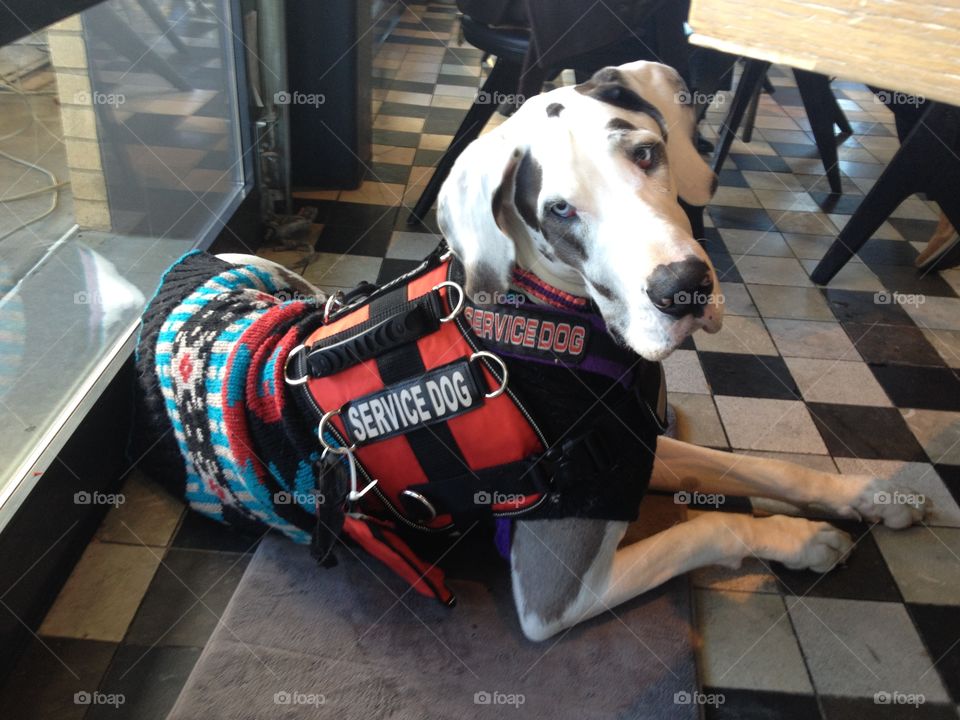 Great Dane Service Dog working