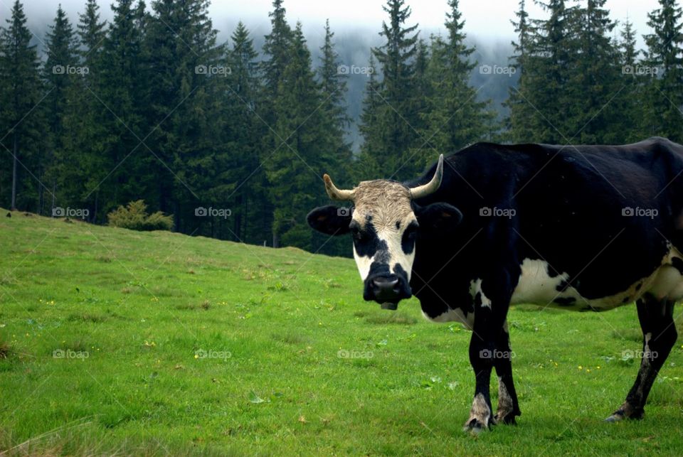 Summer Carpathian Mountains. A cow on a mountain pasture 