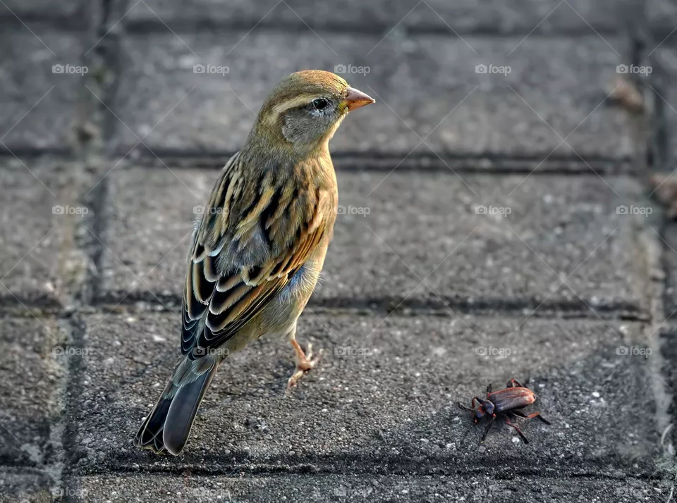 Bird