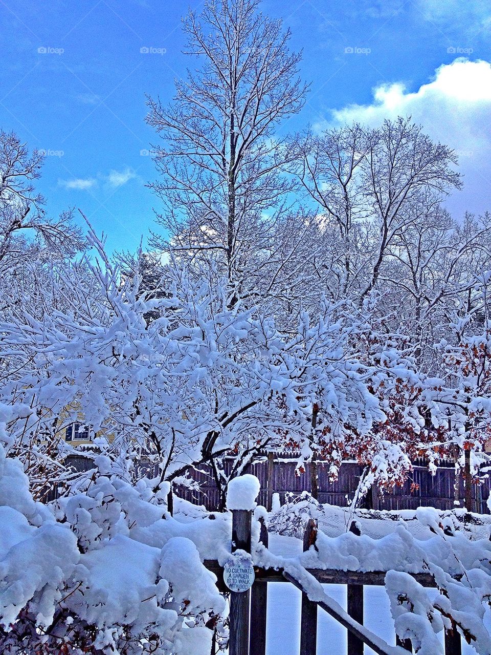 Winter Wonderland 