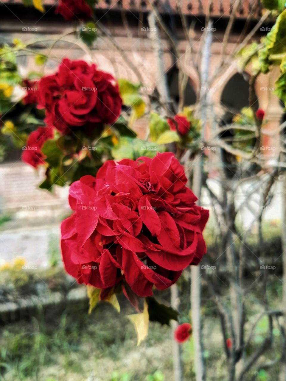 Wow, those red flowers in the garden with the house in the background look so picturesque! It's like a scene from a fairytale ๐บ๐ก. What a lovely sight!