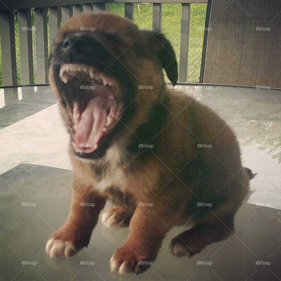 Ferocious at Five Weeks