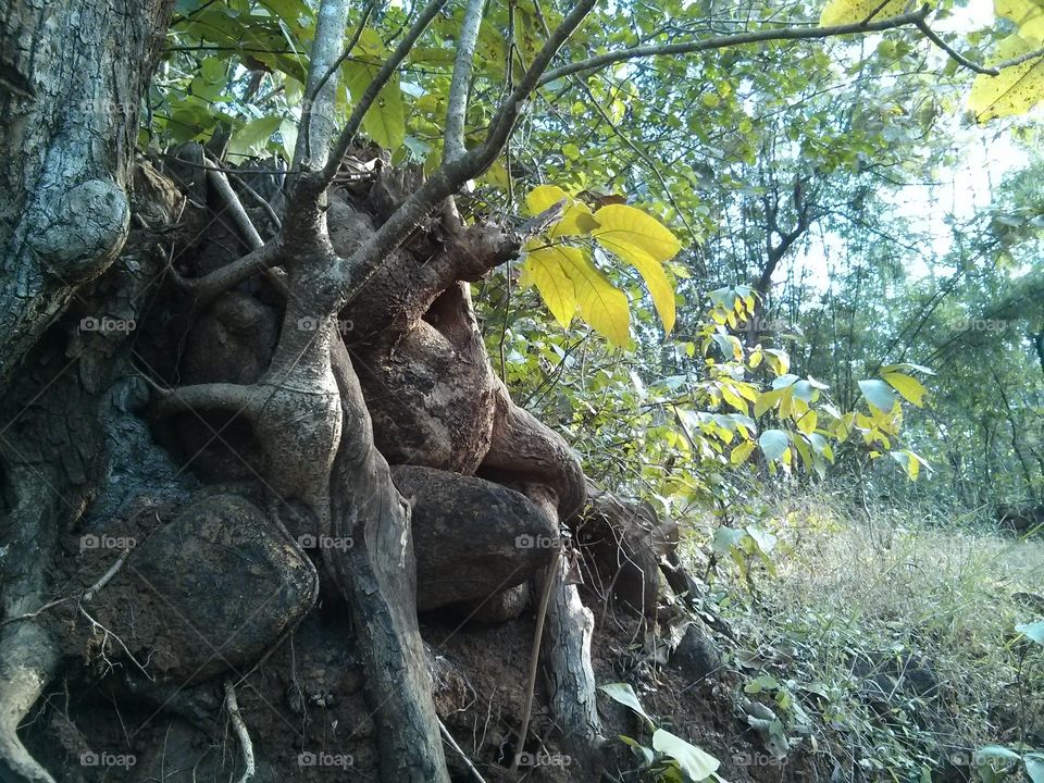 Roots of tree