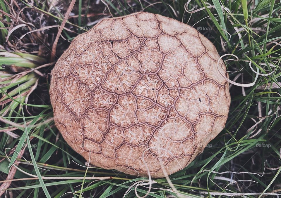 Close up of puff ball mushroom
