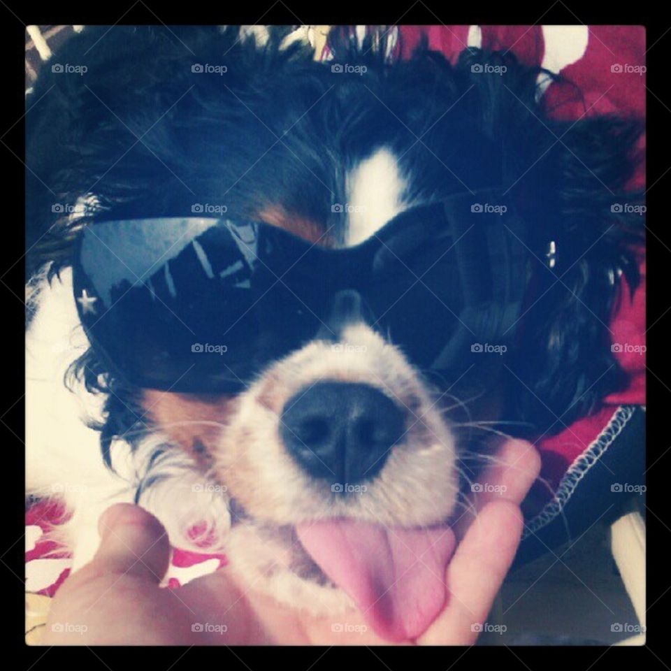 Walter the dog enjoys the summer sun in his sunglasses. Tongue hanging out to catch a nice breeze. 
