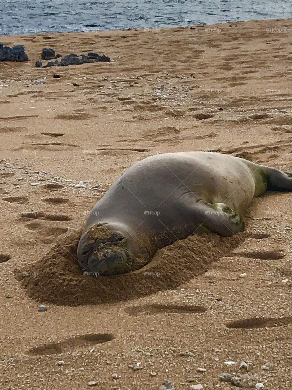 Sleeping Hawaiian monk seal
