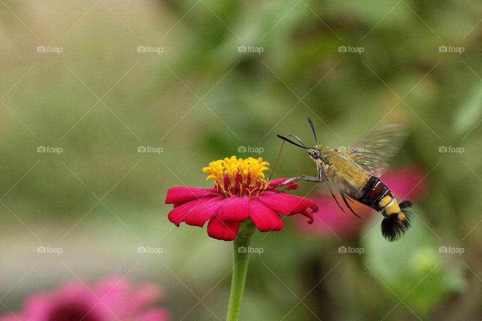 Hummingmoth sucks nectar.