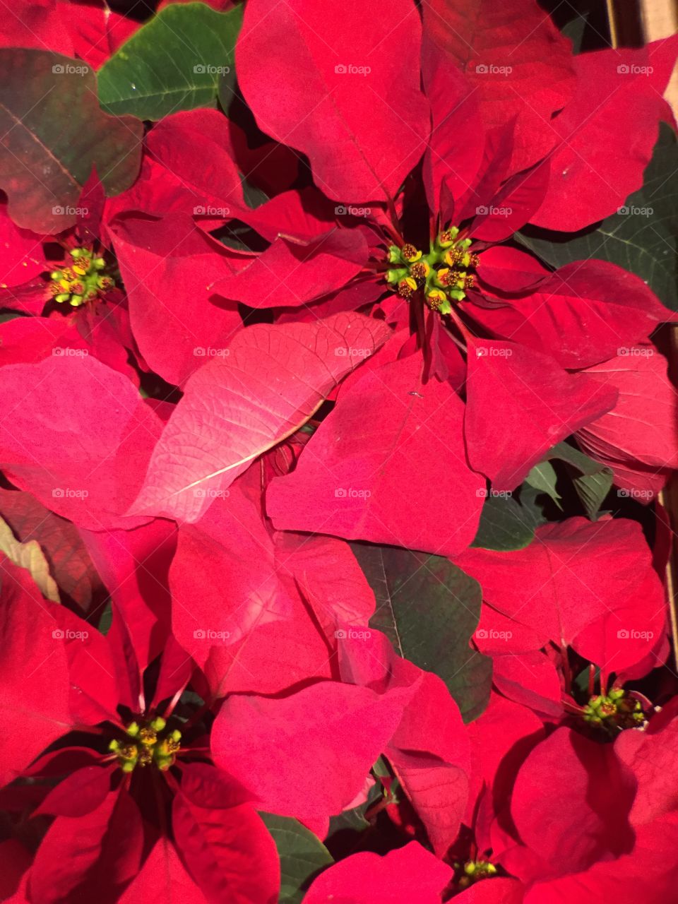 Poinsettia 