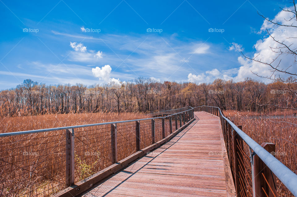 Baltimore Trails 2. A long view of a matte trail on wildlife preserve in Baltimore. 