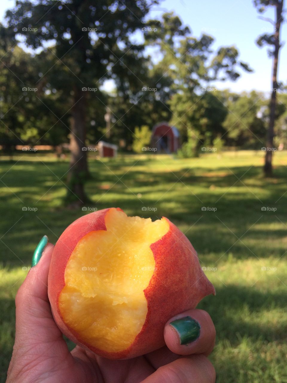 Sweet Summer Peach