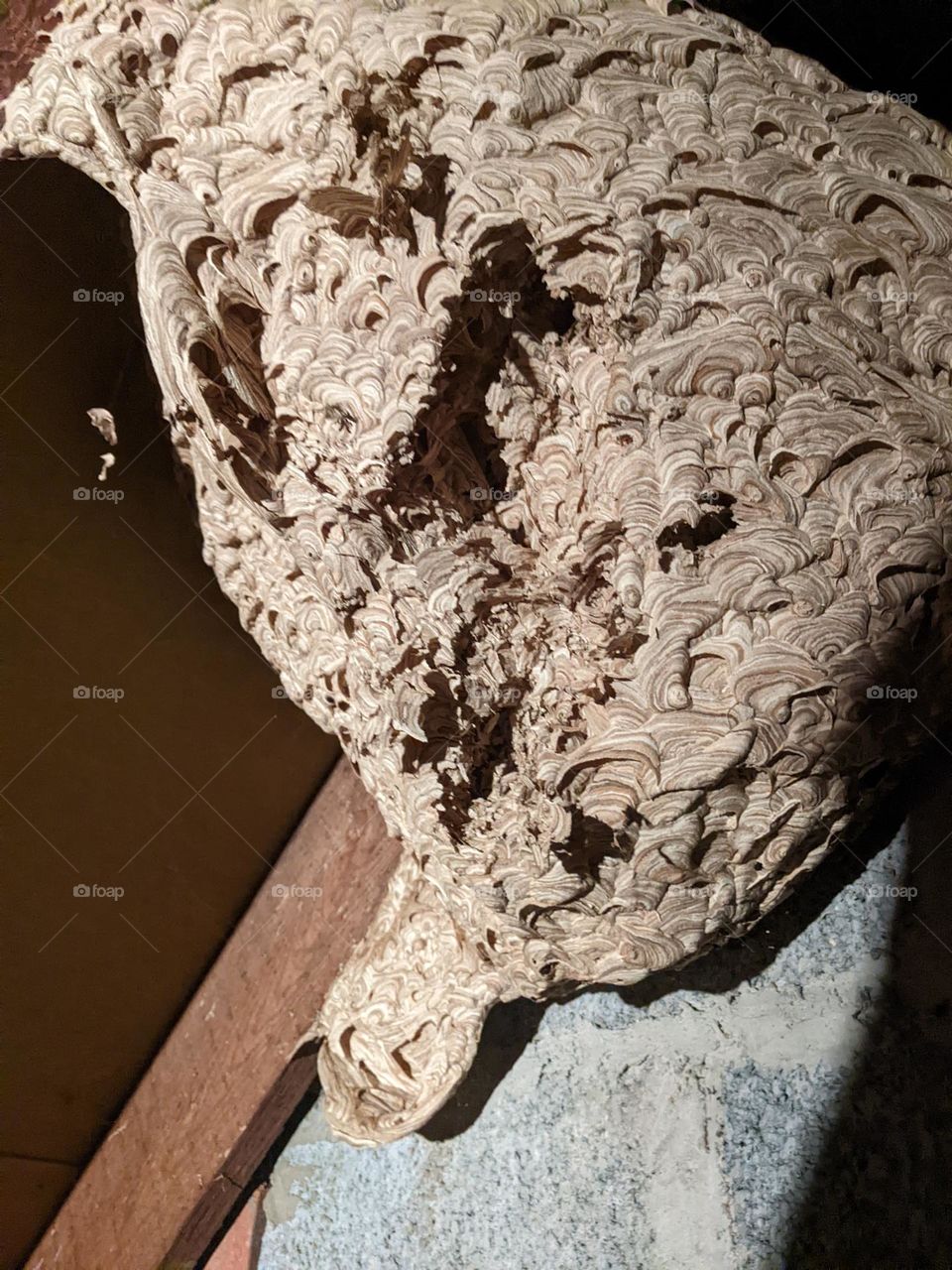 A giant bees nest under a roof inside a home