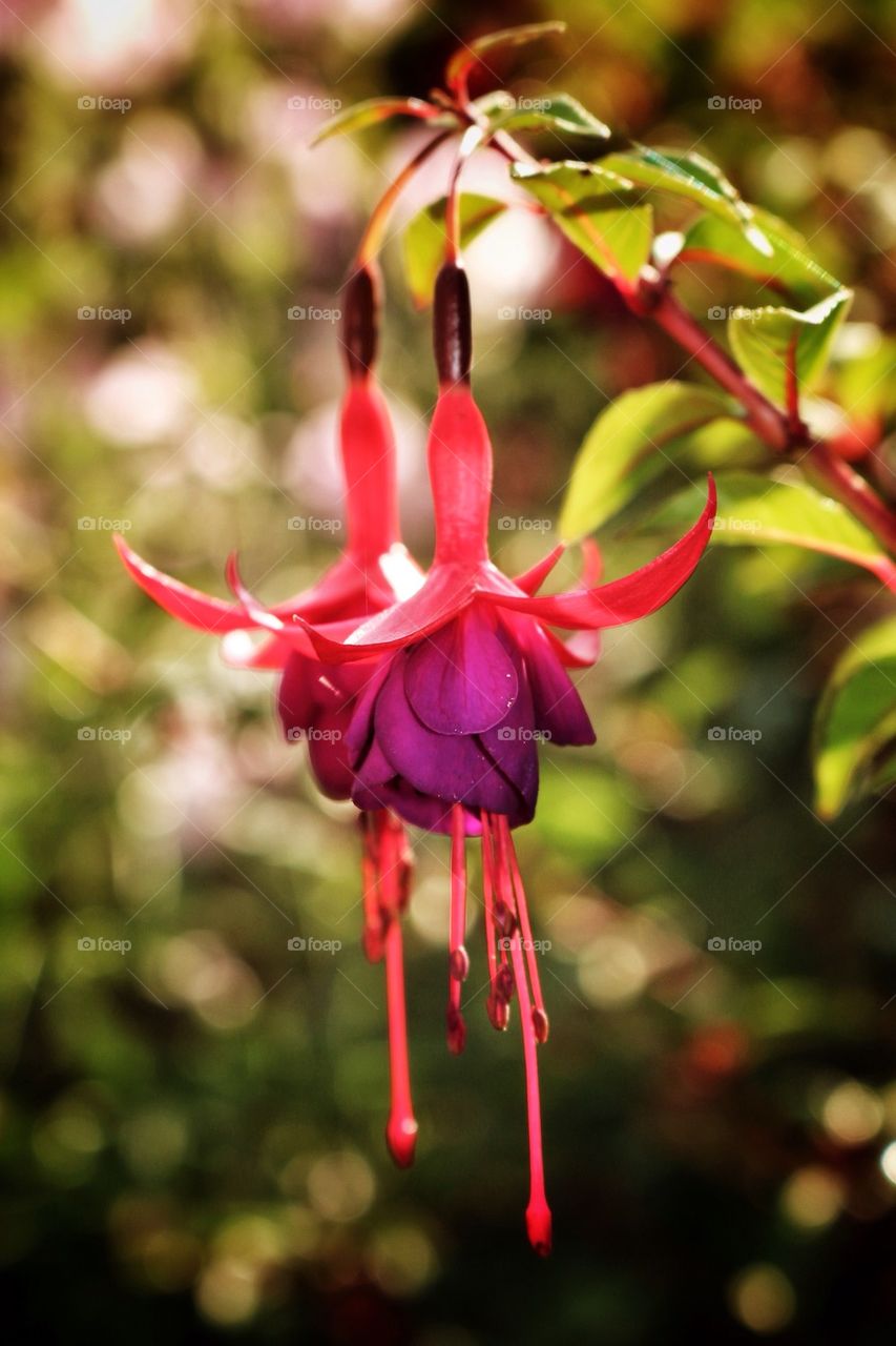 Hanging buds