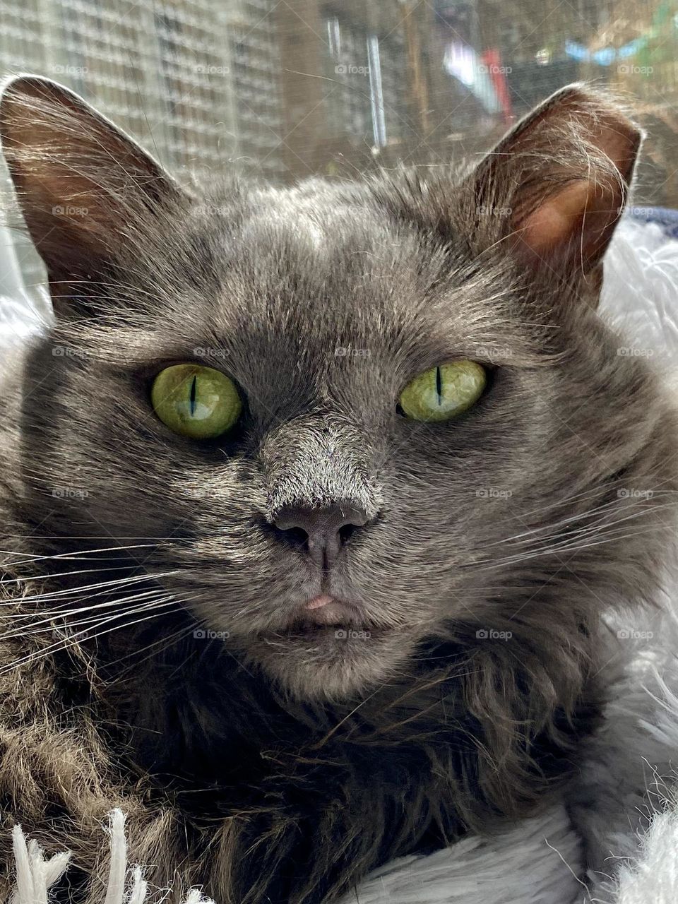 A grey cat sitting in the sun with her tongue sticking out