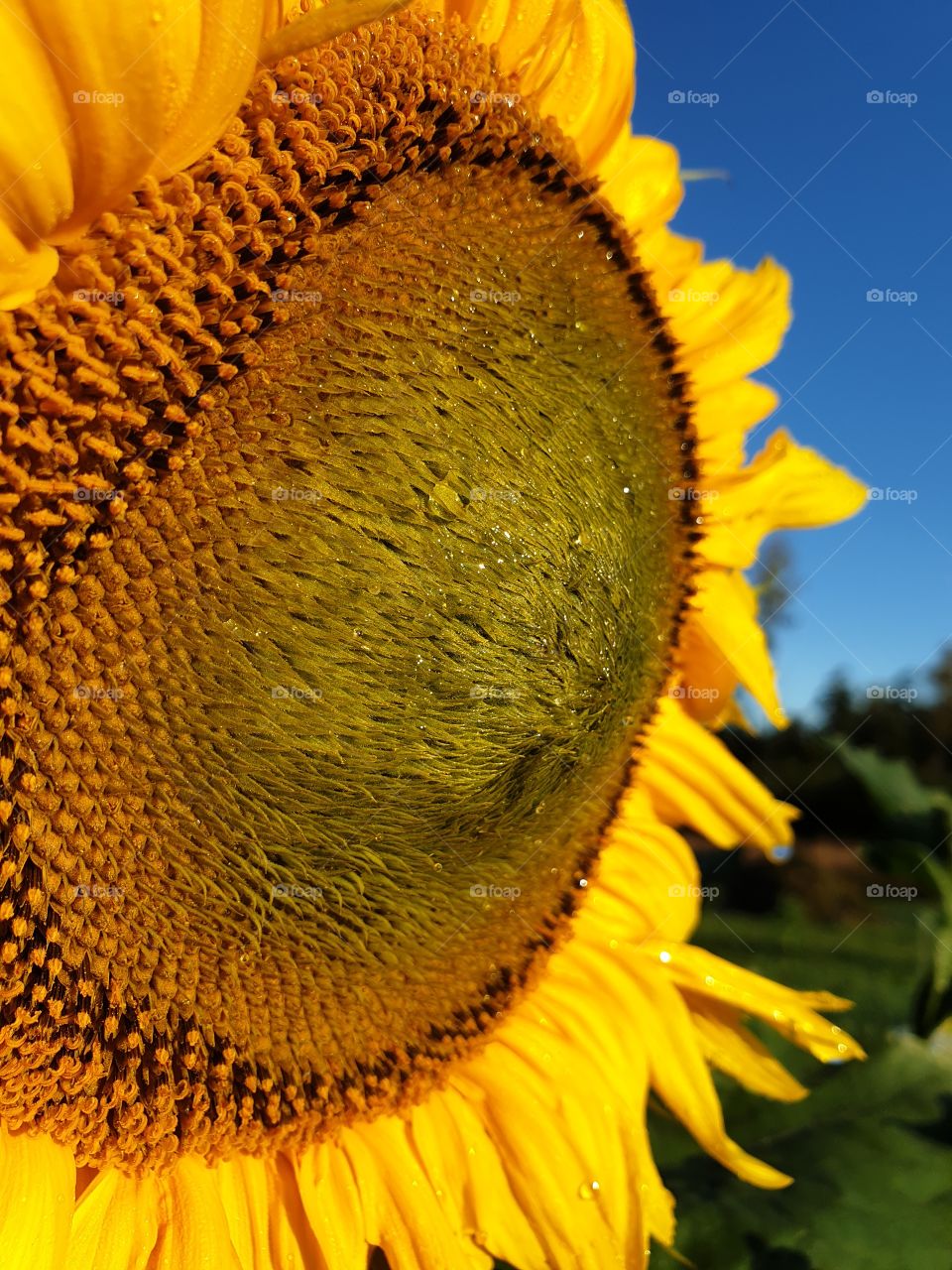 A yellow sunflower in closeup.