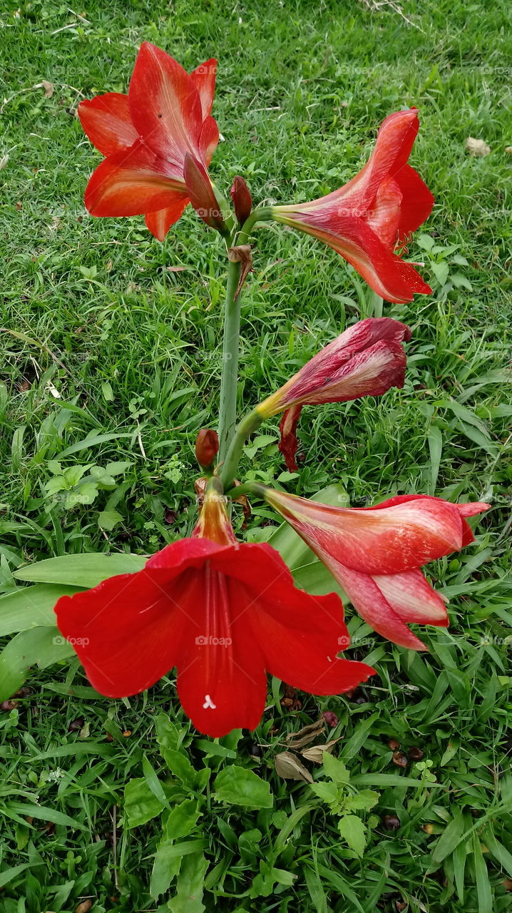 Natur, Natur, Ëmfeld, Schéinheet, Blummen, Gaart, Hippeastrum Papilio (Ravenna).