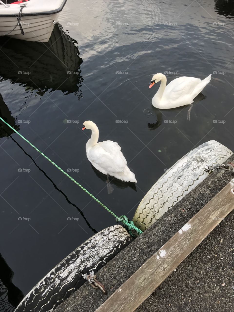 Two swans hanging out by the dock in a icy February day. The wheels hanging from the dock is clearly iced of the cold previous night. A rope is hanging from one of the docks to the land. The plank to the right is also a bit iced. Taken in Norway.