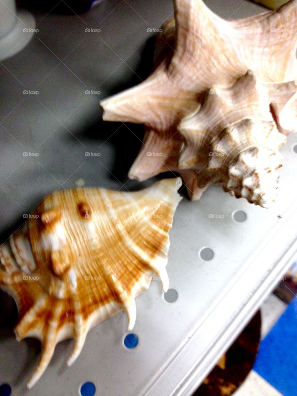 Beautiful Sea Shells 

Published by:
HappyBrownMonkey 