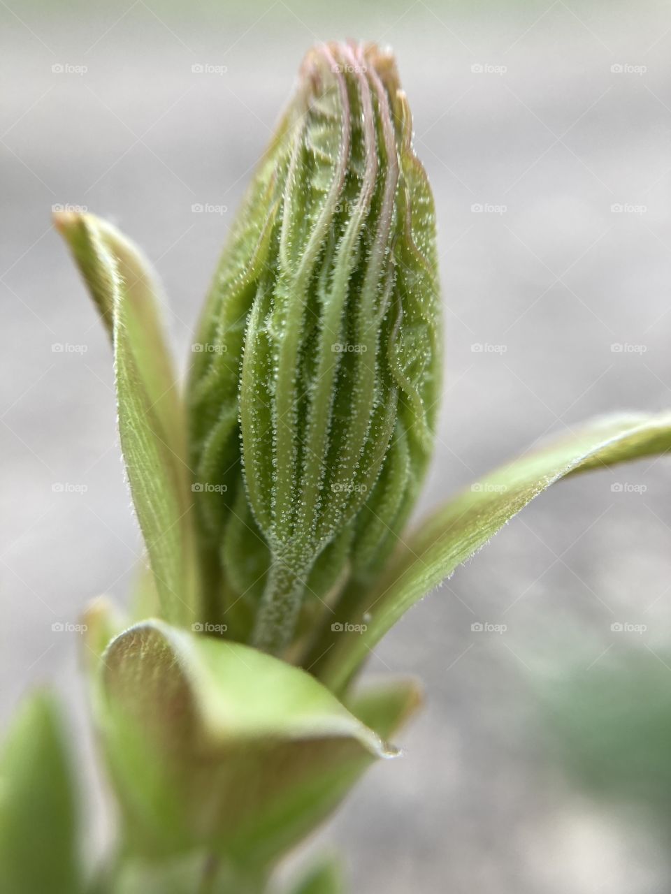 First spring forest flower 