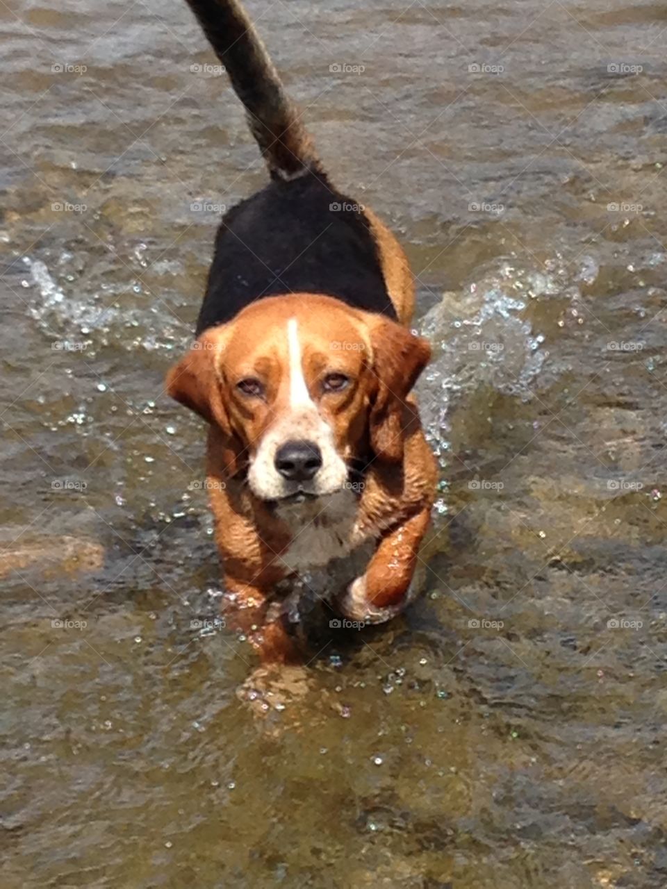 River Swim