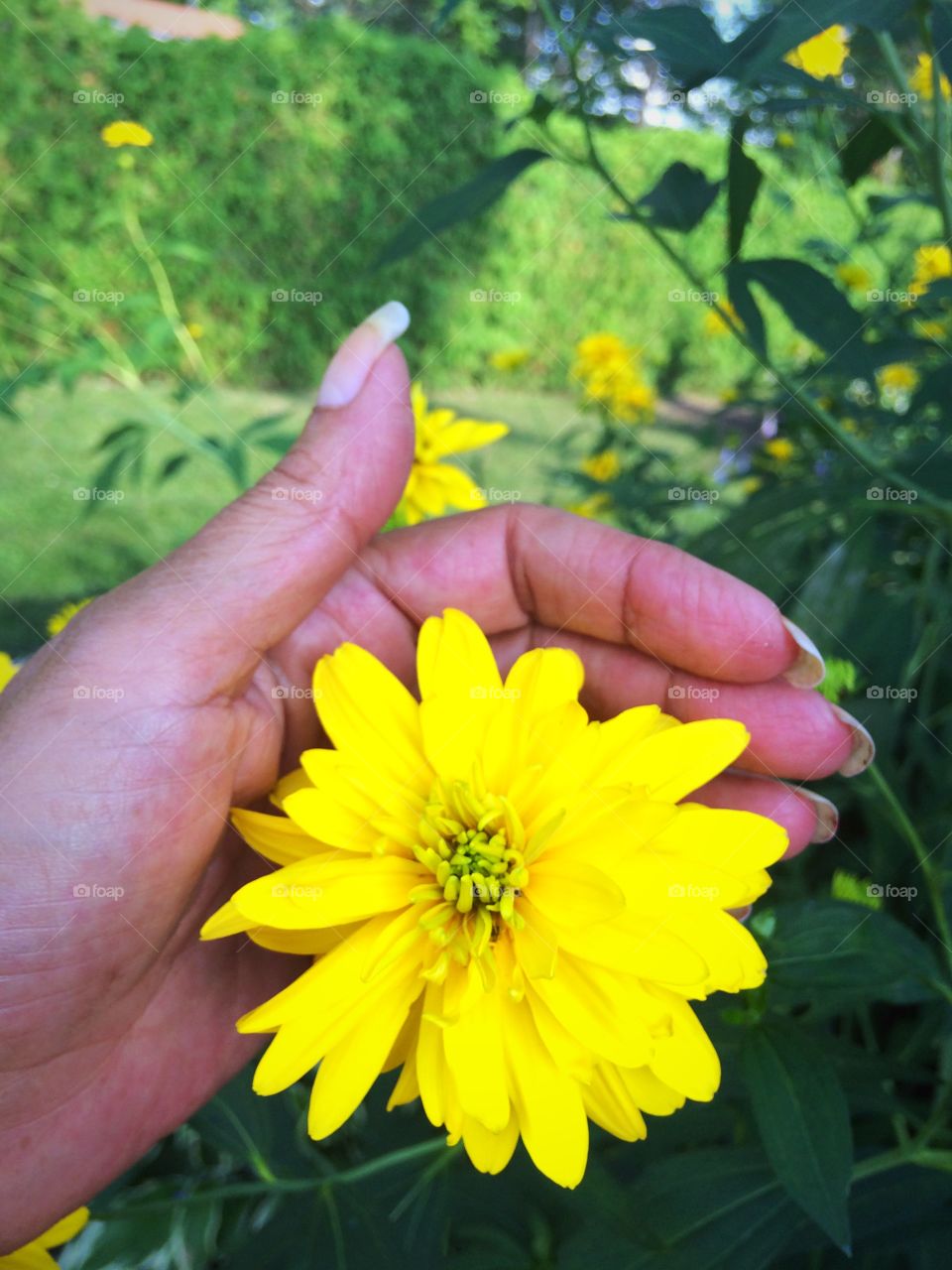 In full bloom, from my garden, beautiful yellow flowers growing on a very tall stem. Ready to cut some for a cheerful and sunny flower arrangement. 