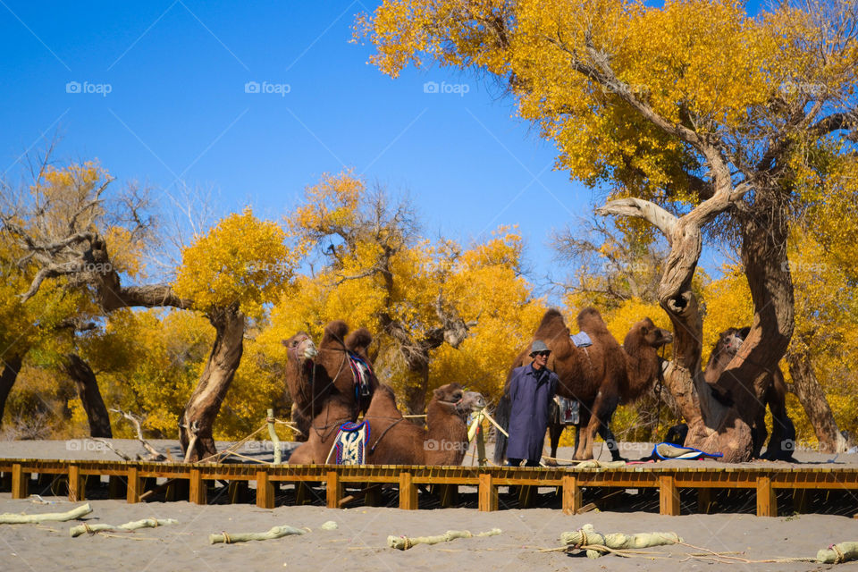 A Mongolian man with his camels at the Populus Euphratica Forest in Ejina Banner Inner Mongolia.