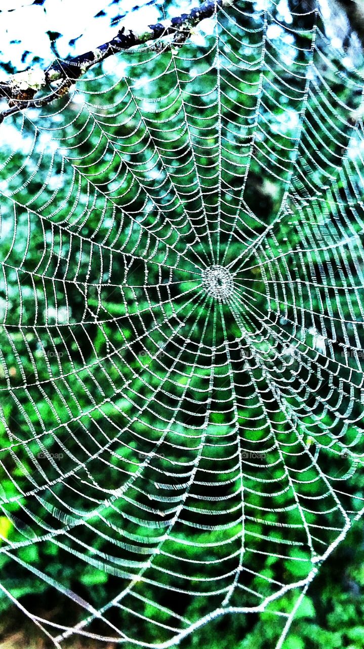 spider web with green background