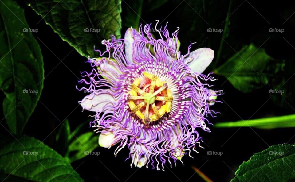 Passion Flower taken when it was pitch dark! I shined a flashlight onto it 