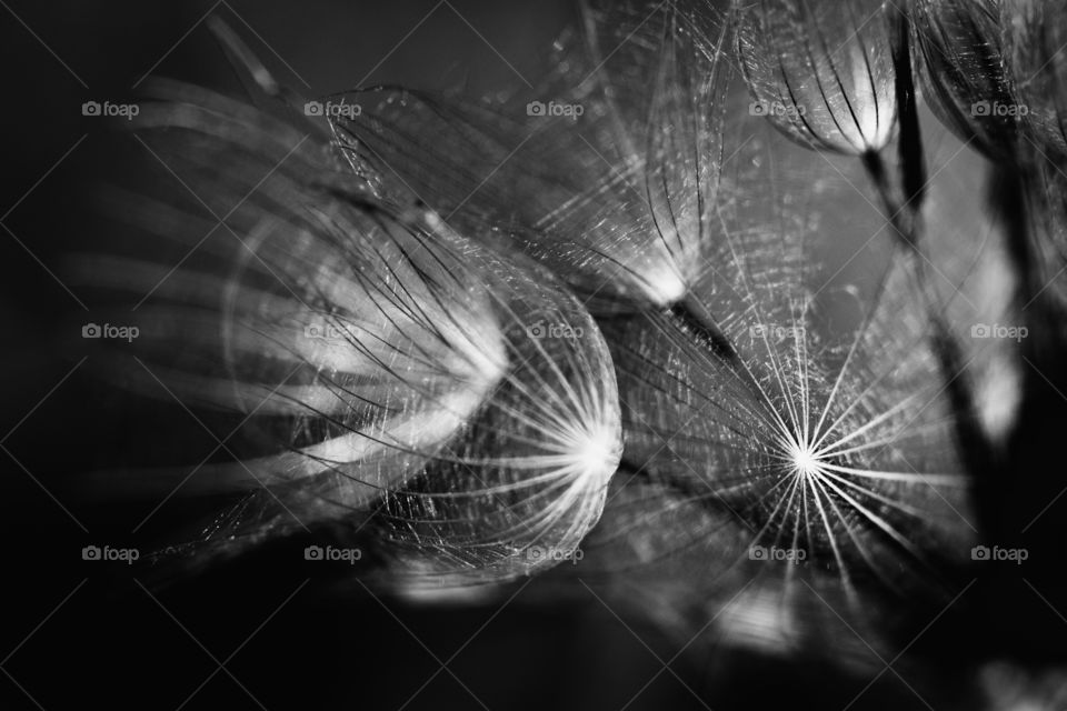 Dandelion monochrome close up