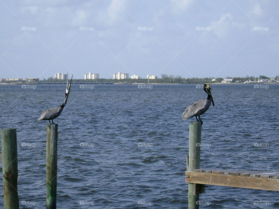 pelicans. pair of pelicans