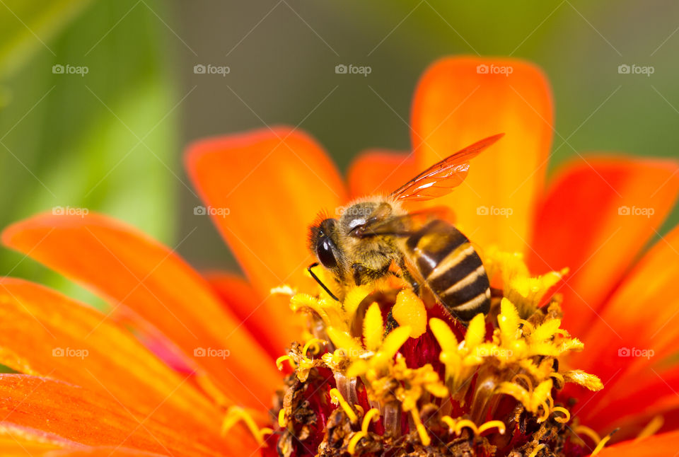 honey bee on orange-coloured flower