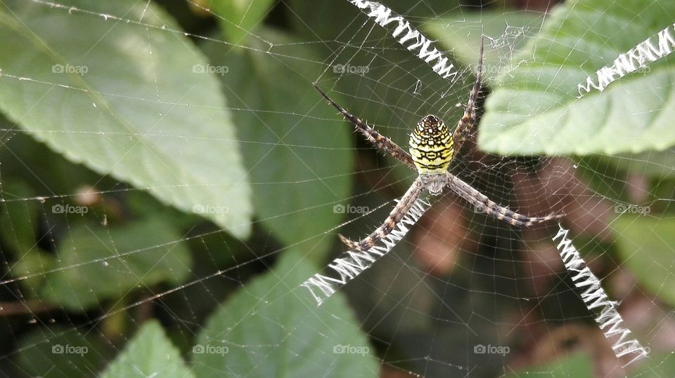 yellow spider