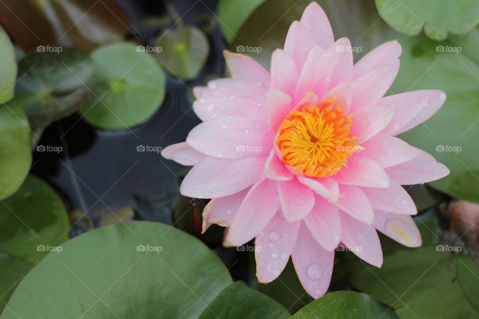 Pink lotus flowers 