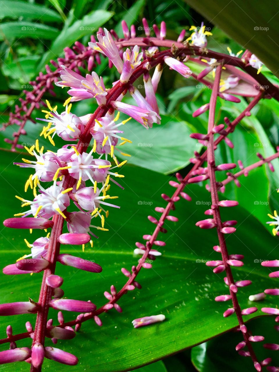 Bloom at Hawaii Tropical Botanical Garden