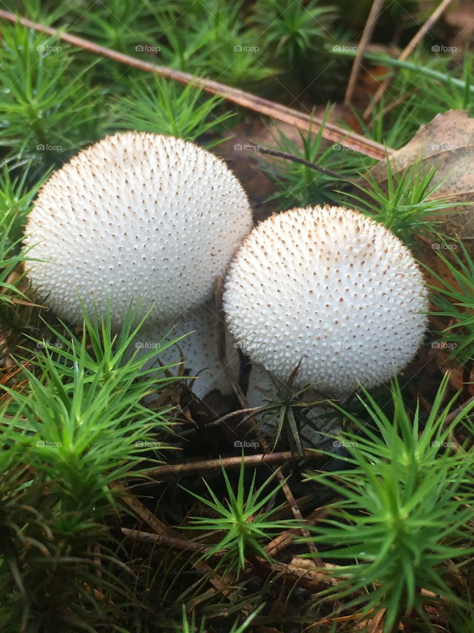 Mushrooms 