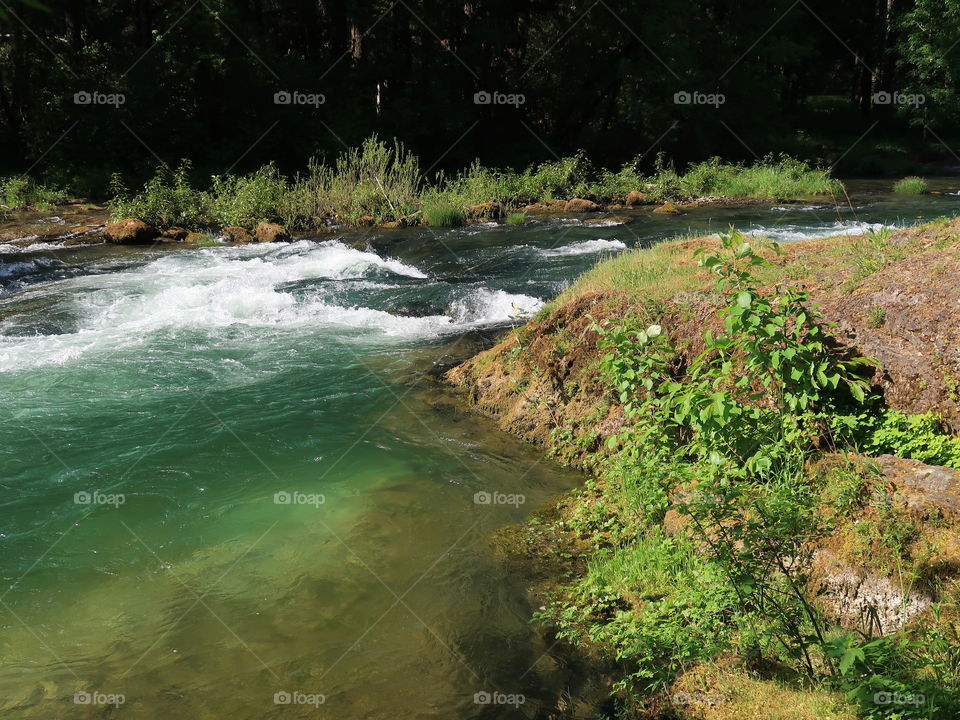 Beautiful green foliage covers the banks of Blue River as it rushes by on a sunny spring day in Western Oregon. 