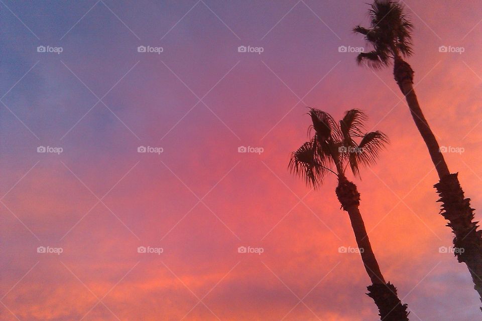 Low angle view of palm tree during sunset