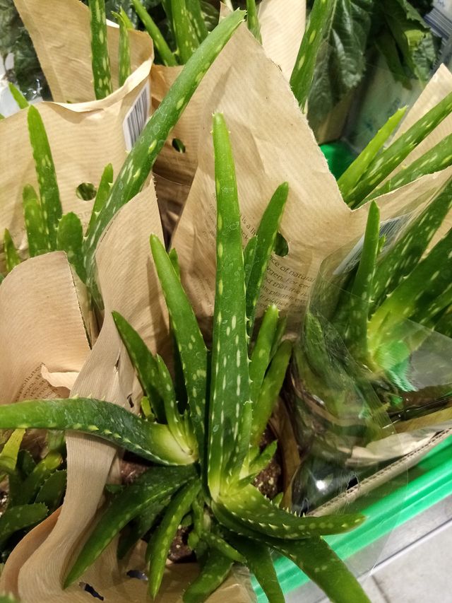 Blumen