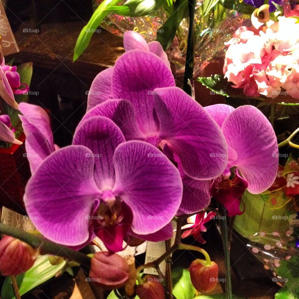 Purple Orchid 